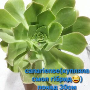 Aeonium Canariense