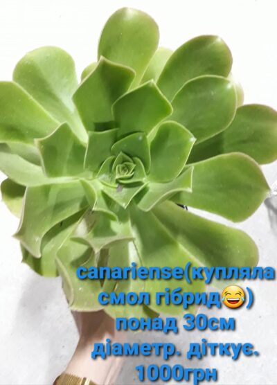 Aeonium Canariense