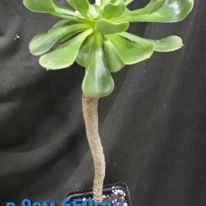 Aeonium korneliuslemsii