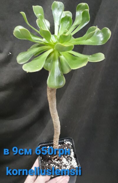 Aeonium korneliuslemsii