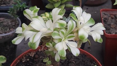 Aeonium arboreum variegated