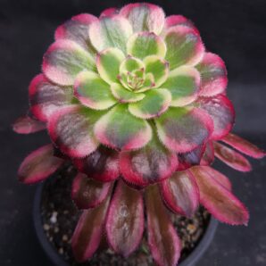 Aeonium 'Mardi Gras'