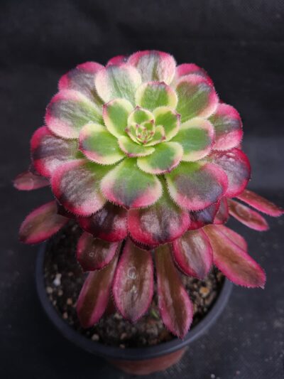 Aeonium 'Mardi Gras'