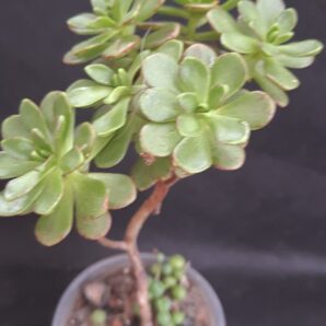 Aeonium sedifolium