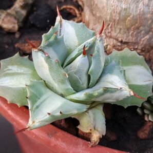 Agave isthmensis ‘Ohi Raijin Shiro Nakafu’ – Variegated Dwarf