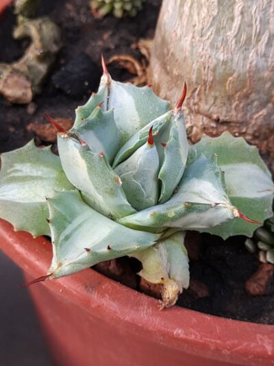 Agave isthmensis ‘Ohi Raijin Shiro Nakafu’ – Variegated Dwarf