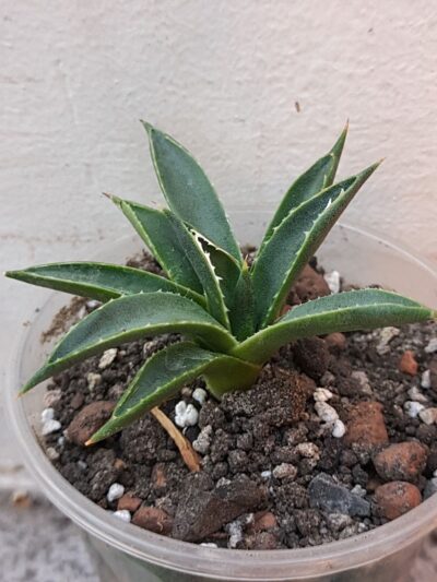 Agave toumeyana var. bella