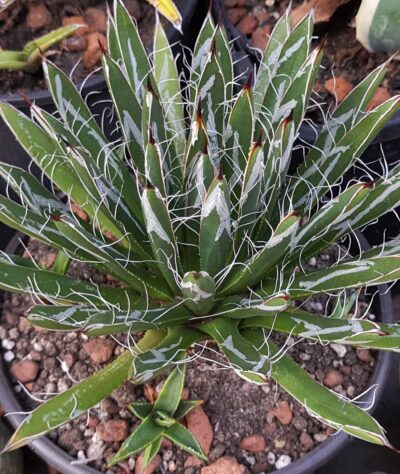 Agave toumeyana var. bella