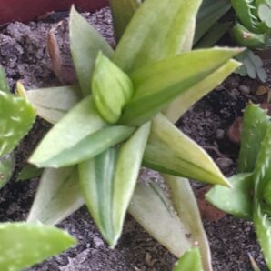 Aloe cv. Black Gem variegata