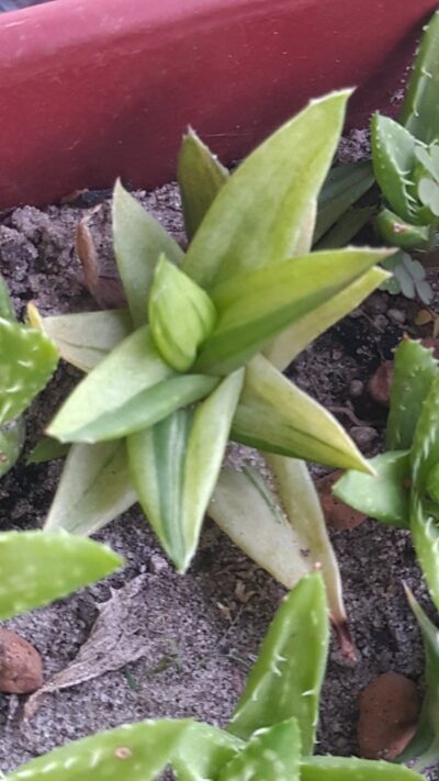 Aloe cv. Black Gem variegata