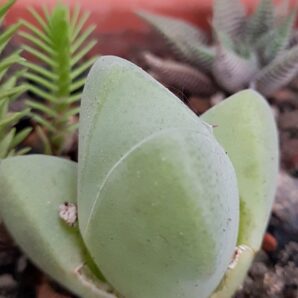 Cheiridopsis pilanslii | 25