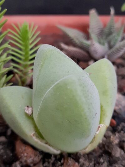 Cheiridopsis pilanslii