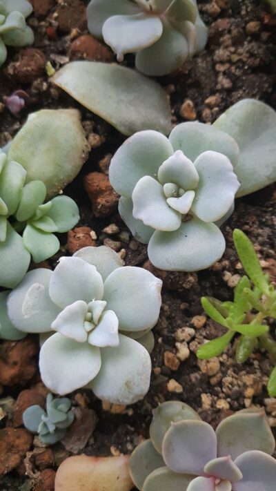 Echeveria Crispate Beauty - Зображення 2