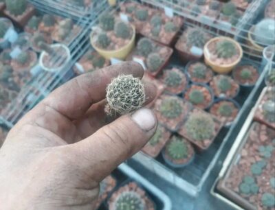 Lobivia arachnacantha v.sulphurea V 542 - Зображення 2