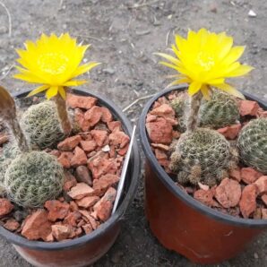 Lobivia arachnacantha v.sulphurea V 542