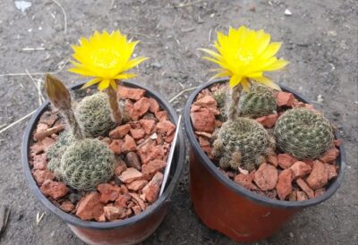 Lobivia arachnacantha v.sulphurea V 542