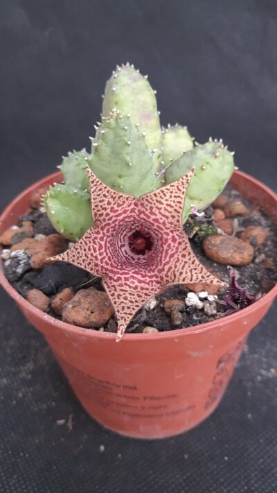 Huernia loeseneriana