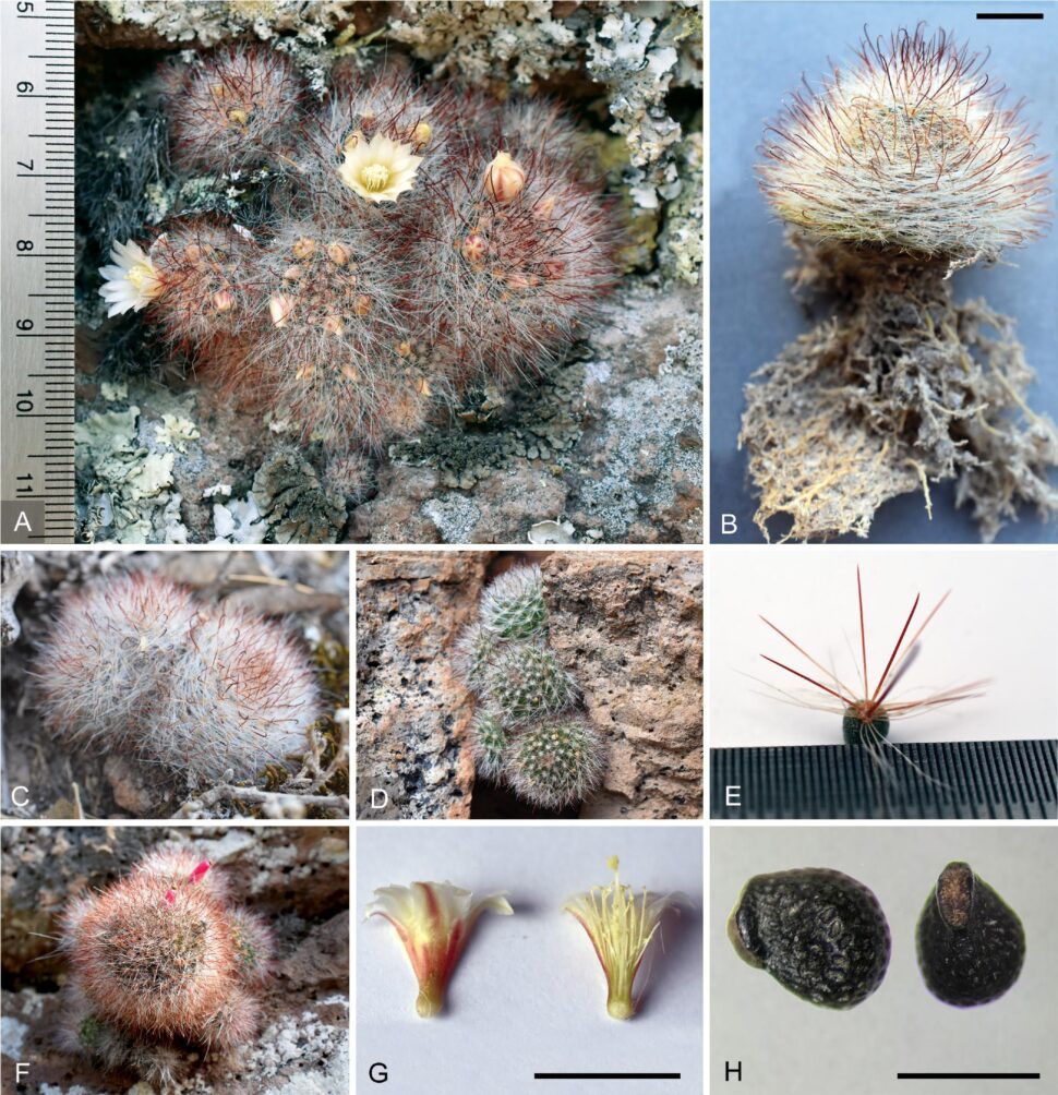 Mammillaria morentiniana в засушливые и дождливые сезоны.