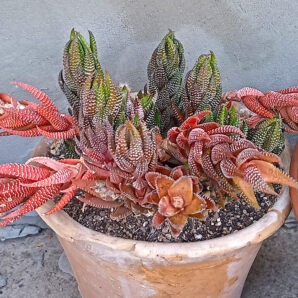 Haworthia reinwardtii