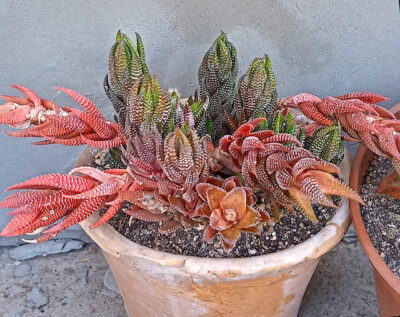 Haworthia reinwardtii