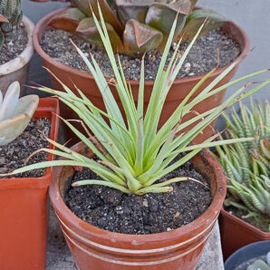 Agave stricta