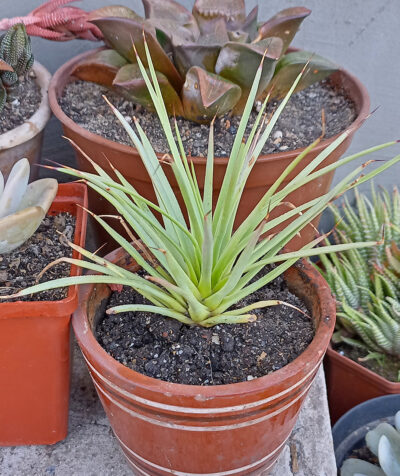 Agave stricta