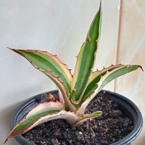 Agave Lophantha 'Quadricolor'