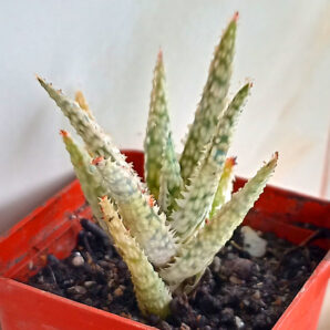 Aloe cv. 'Pink Blush'