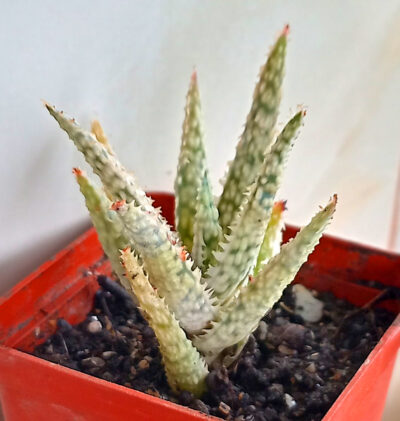 Aloe cv. 'Pink Blush'