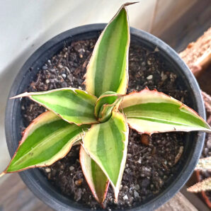 Agave Lophantha 'Quadricolor'