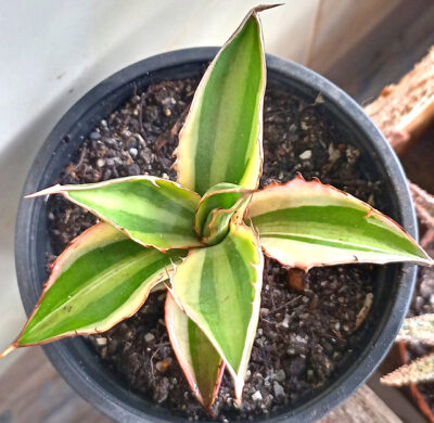 Agave Lophantha 'Quadricolor'