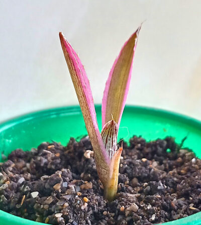Agave Lophantha 'Quadricolor' - Зображення 2