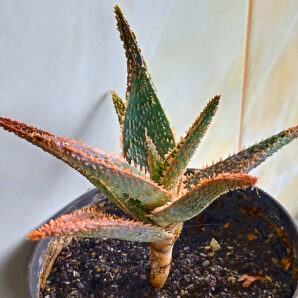 Aloe cv. 'Coral Edge'