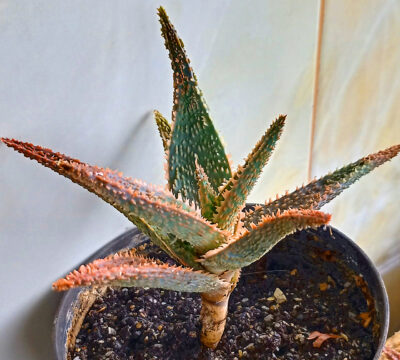 Aloe cv. 'Coral Edge'