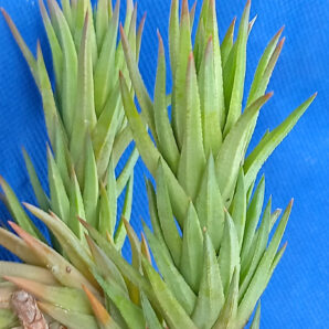 Haworthia glauca