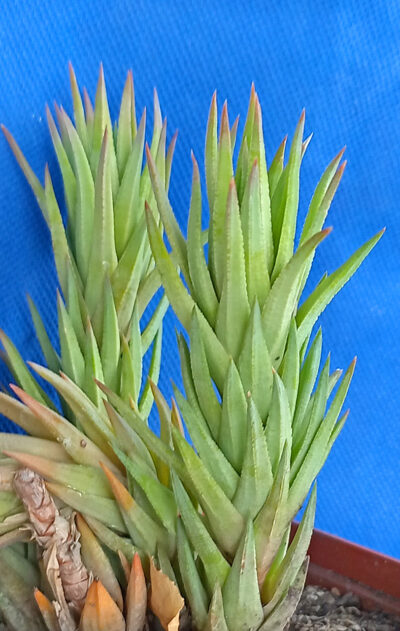 Haworthia glauca