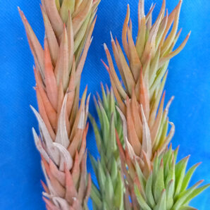 Haworthia glauca