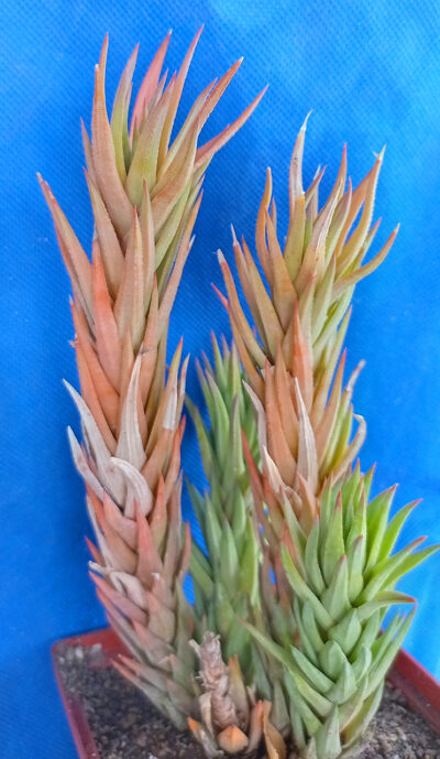 Haworthia glauca
