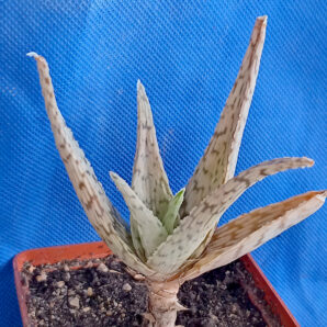 Aloe cv. 'White Stag'