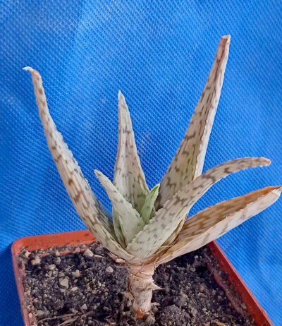 Aloe cv. 'White Stag'