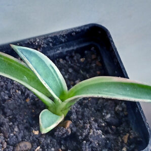 Agave patonii variegata sp. compacta