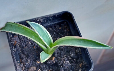 Agave patonii variegata sp. compacta