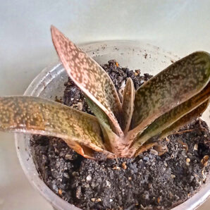 Gasteria cv. 'Little Warty'