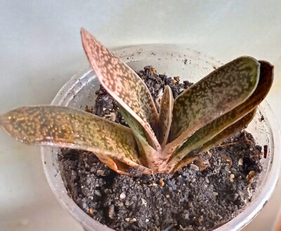 Gasteria cv. 'Little Warty'