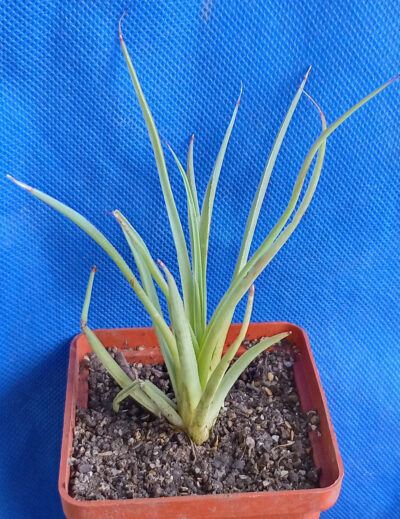 Agave stricta - Зображення 2