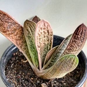 Gasteria cv. Little Warty