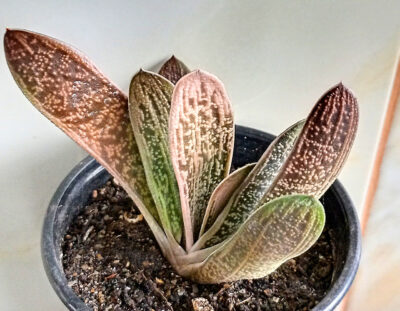 Gasteria cv. Little Warty