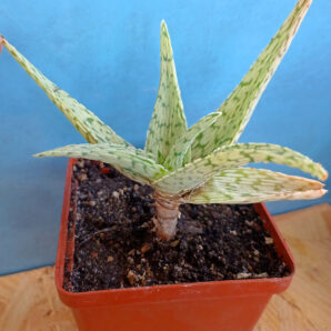 Aloe cv. 'Snow Flake'