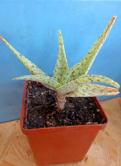 Aloe cv. 'Snow Flake'