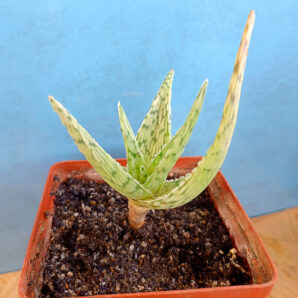 Aloe cv. 'Snow Flake'